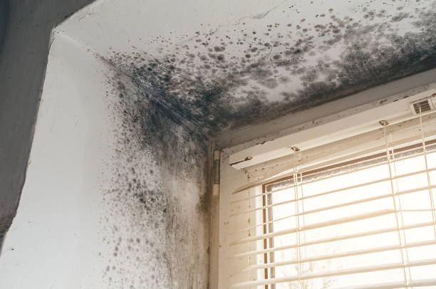 Affordable Mold Inspection solutions in Hallwood, VA