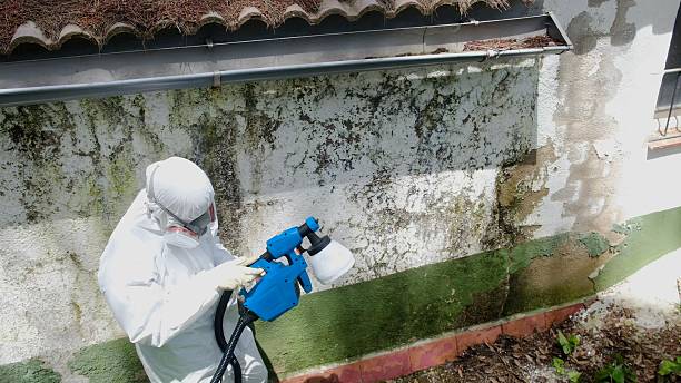 Top rated local Mold Inspection specialists in Hallwood, VA